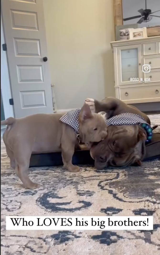 Born With a Cleft Palate, Bammy Wasn’t Expected to Survive—Until a Family Flew Across the Country to Save Him